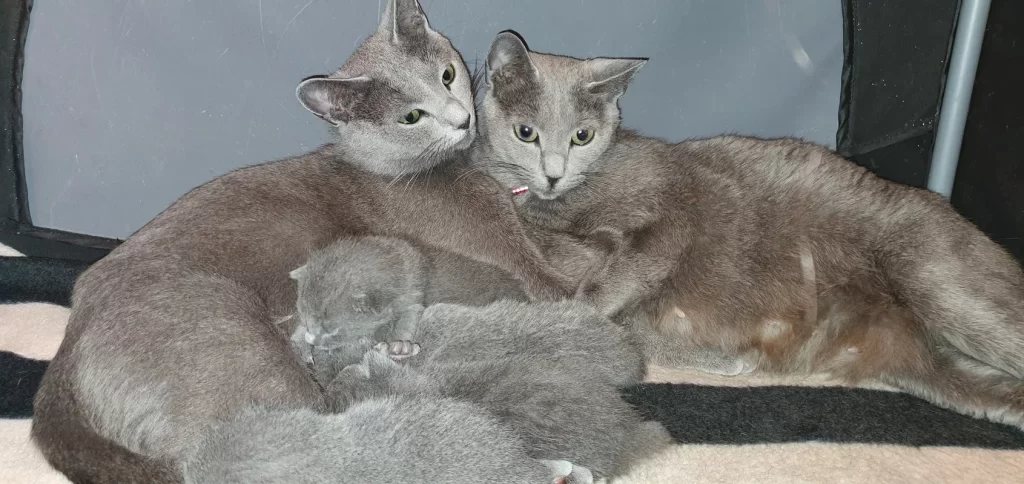 Twee Blauwe Rus katten, Ariel en Adèle, met het nestje van pasgeboren kittens van Ariel.